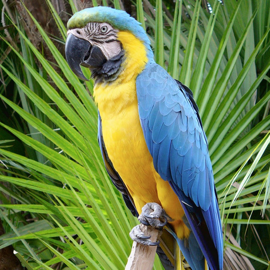 Image result for blue and gold macaw