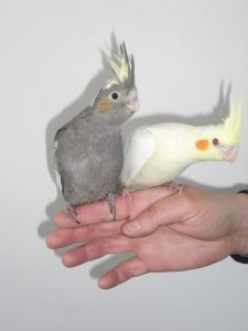 Hand Reared Cockatiels