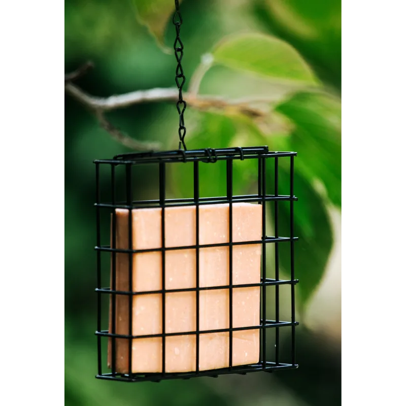wild Bird food in feeder