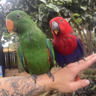 Hand Reared Pure Red Sided Eclectus