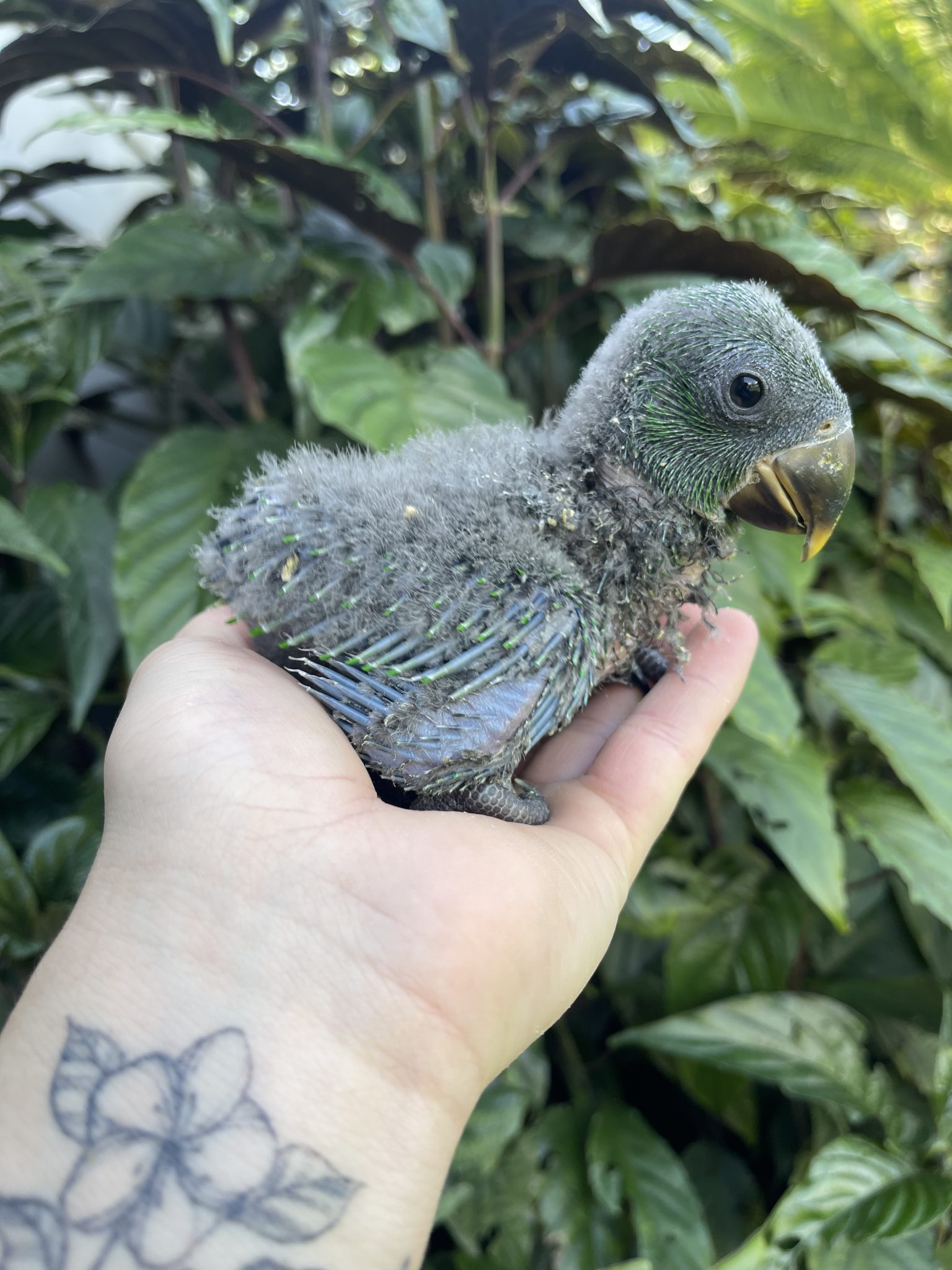 Hand Reared Pure Red Sided Eclectus – The Parrot Place