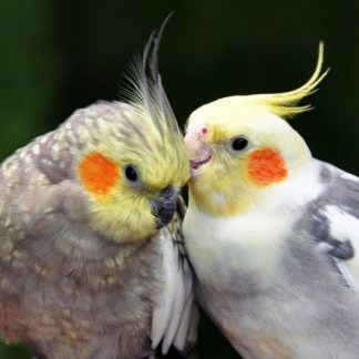 Hand Reared Cockatiels - all colours