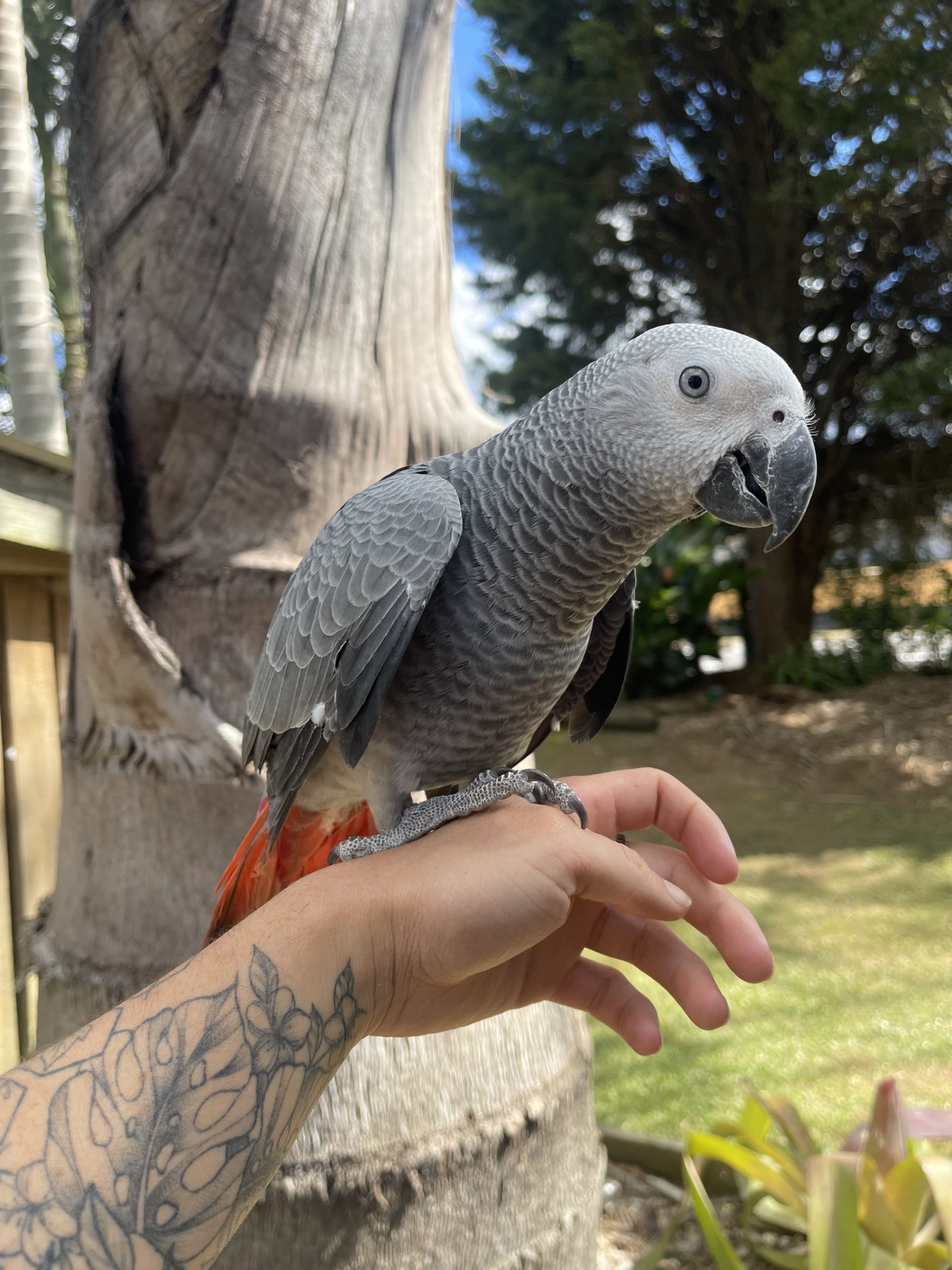 Hand Reared African Grey Parrot - Image 2