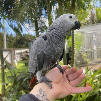 Hand Reared African Grey Parrot