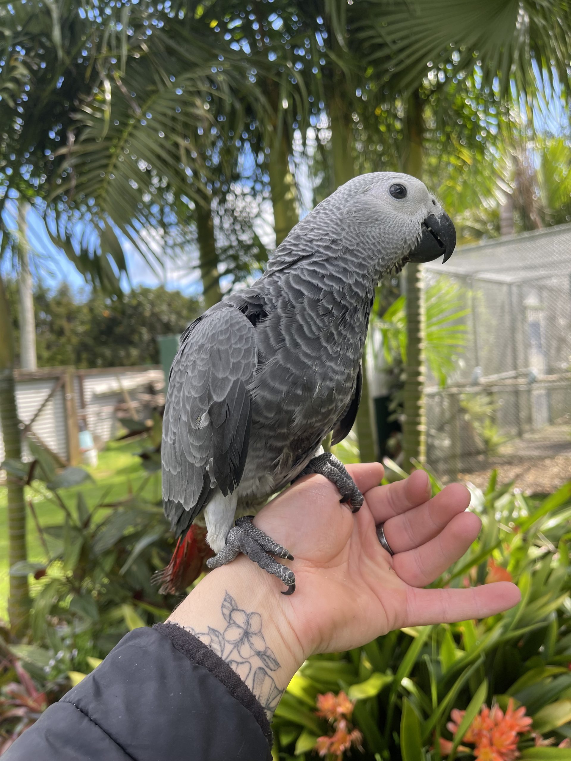 Hand Reared African Grey Parrot
