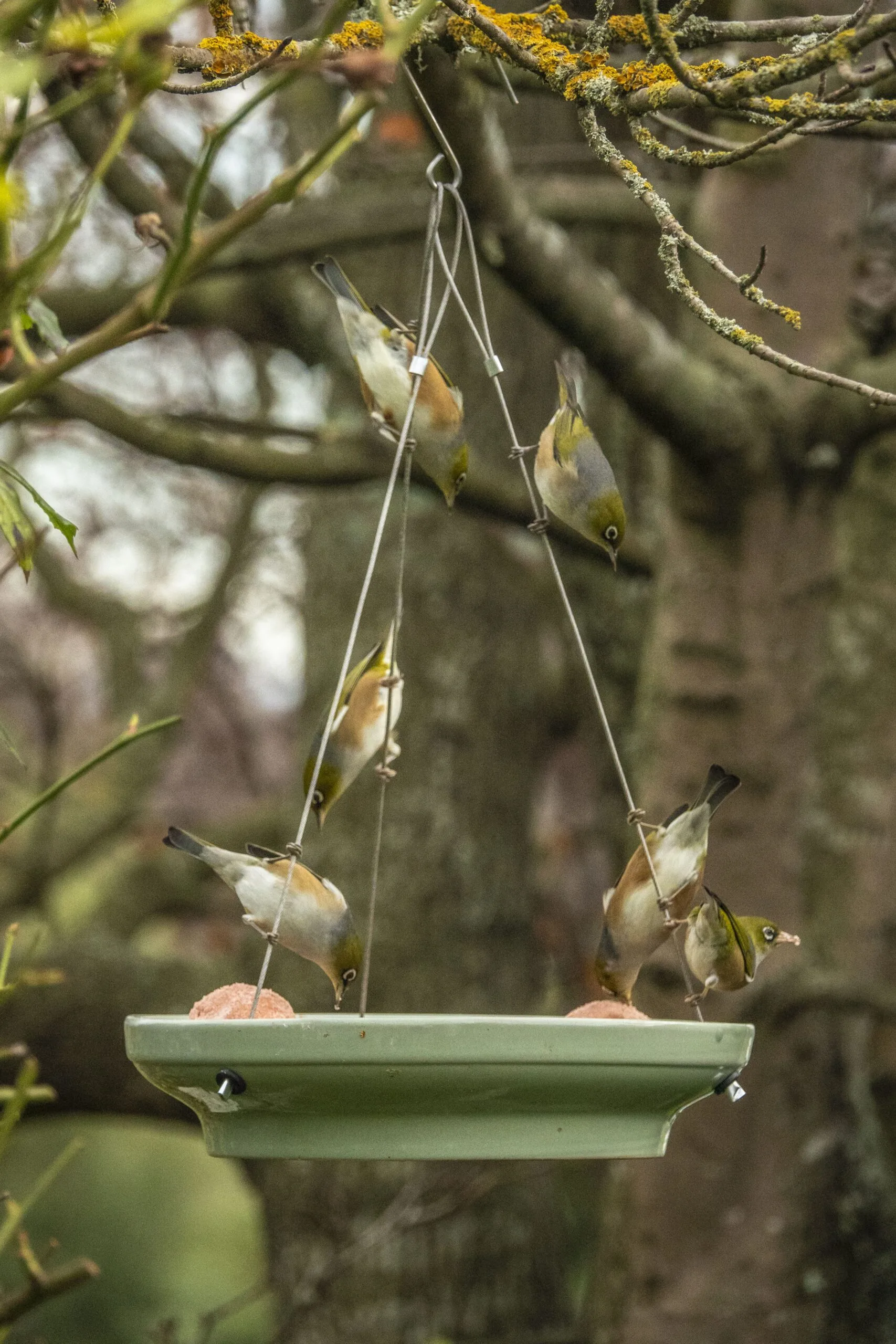 Wild Bird Splash & Feed Feeder - Image 2