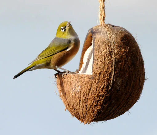 Wild Bird Energy Coconut Feeder - Image 3