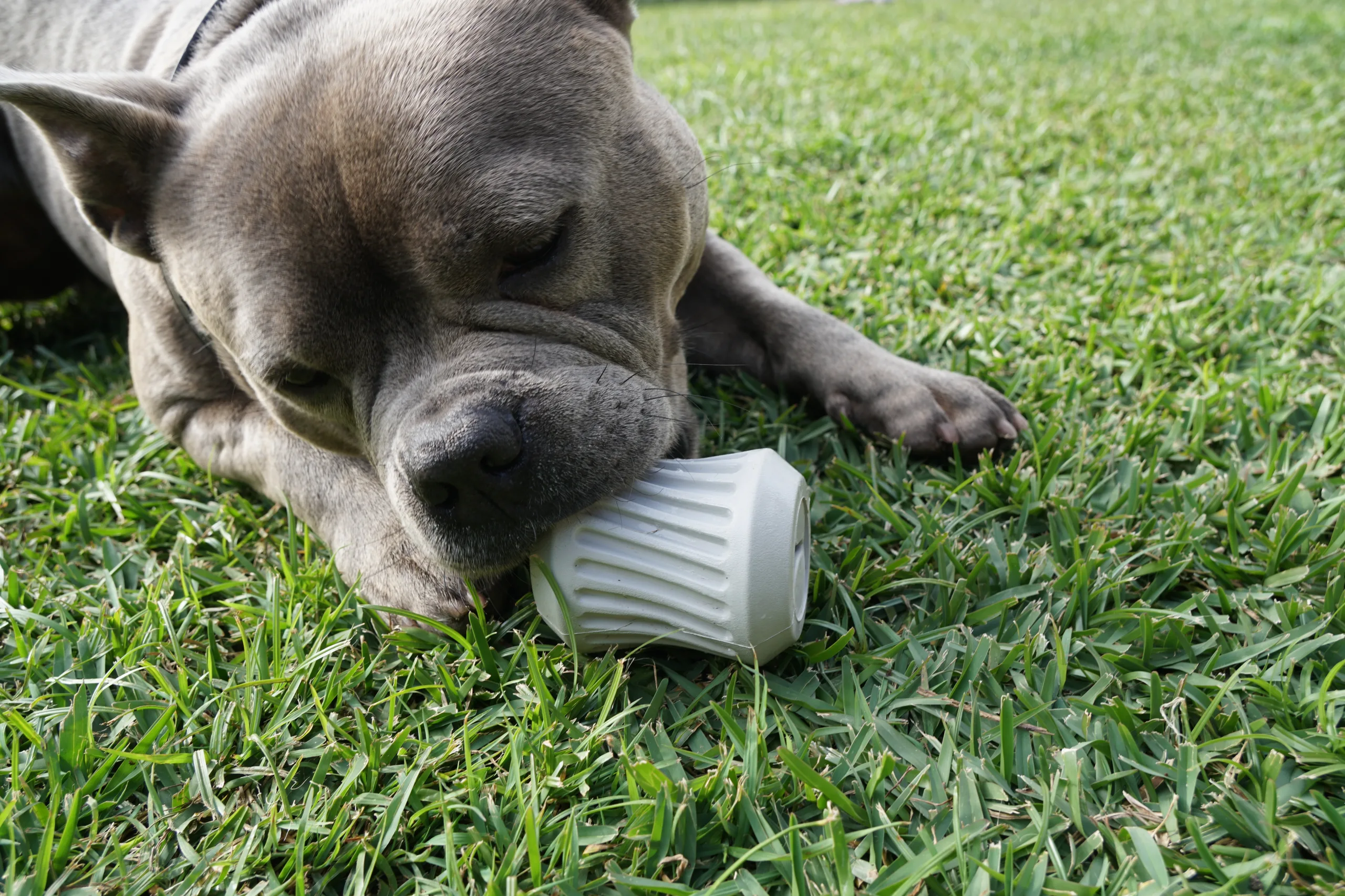Pet One Dog Toy Blitz Rubber Treat Tumbler - 2 sizes - Image 2