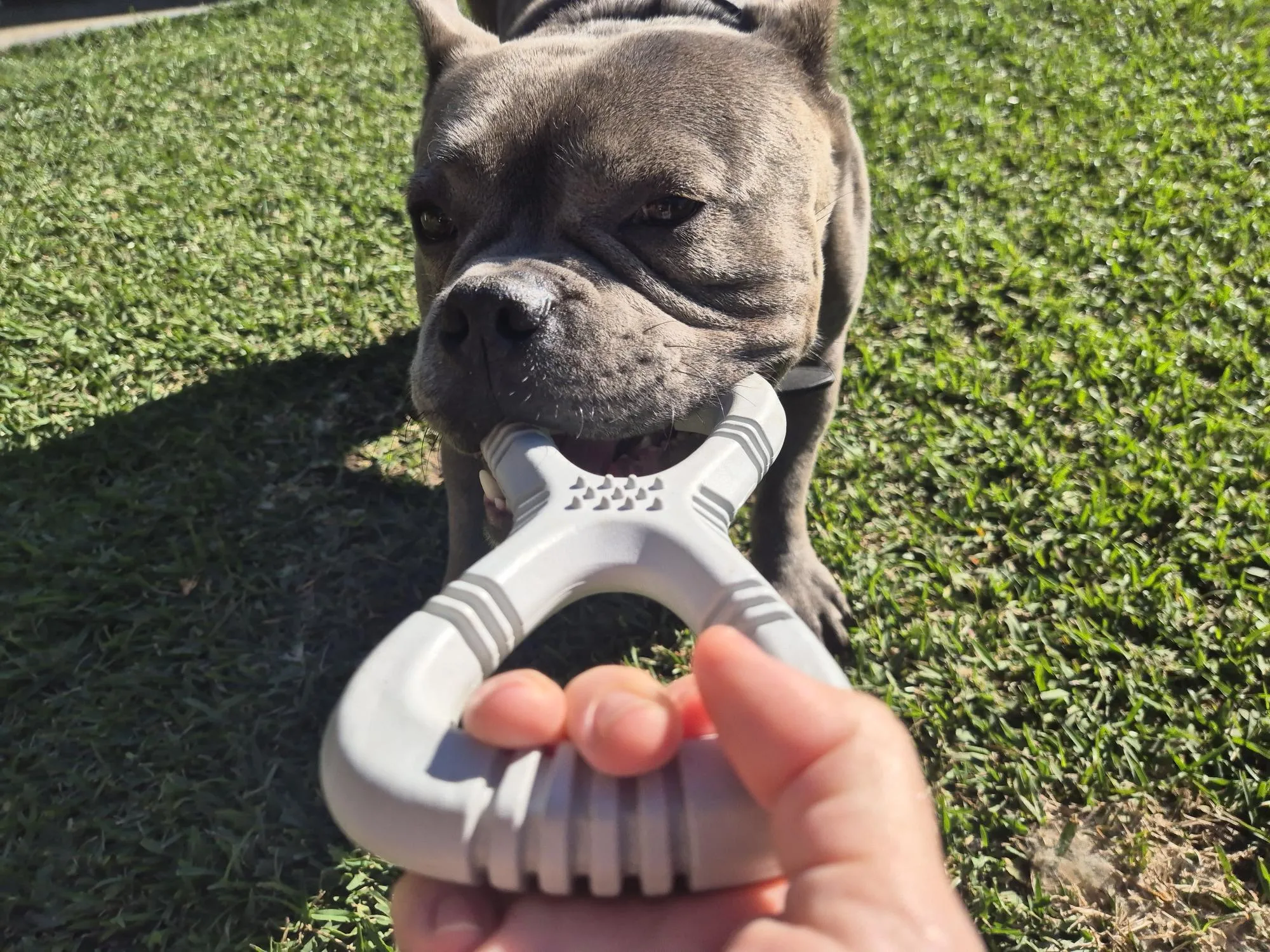 Pet One Dog Toy Blitz Rubber Tug -  2 sizes - Image 2