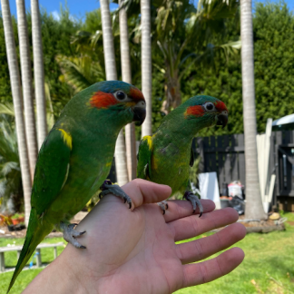 Hand Reared Musk Lorikeet