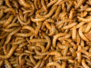 Live Mealworm 100 pack